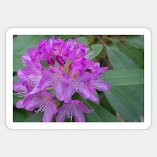 Purple rhododendron flowers Sticker